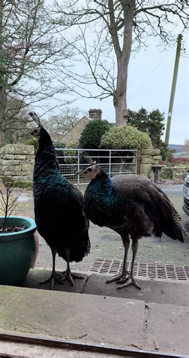 Today’s visitors 🦚 and Mr Turkey shouting at his Mrs in the background 🦃🤣 #poultry #country #cocker #dog #peacocks