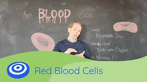 Red Blood Cells - GCSE science, Biology (9-1)