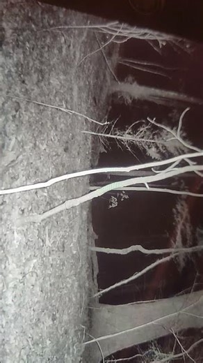Mysterious sound caught on trail camera. #outdoors #wildlife