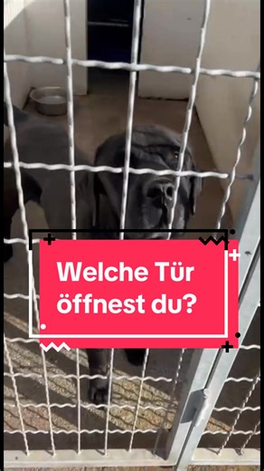 PETCH APP LADEN - HUND RETTEN 📲❤️ #petchapp #appstore #tierschutzhunde #dogrescue