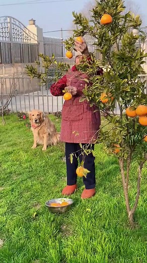 TikTokでDOG FUNNYさんをチェック！