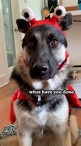 69K views · 596 reactions | What a good boi!!! BuzzFeed producer...