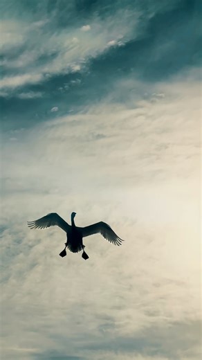 NC Tundra Swan hunt with Black Land Guide Service.
