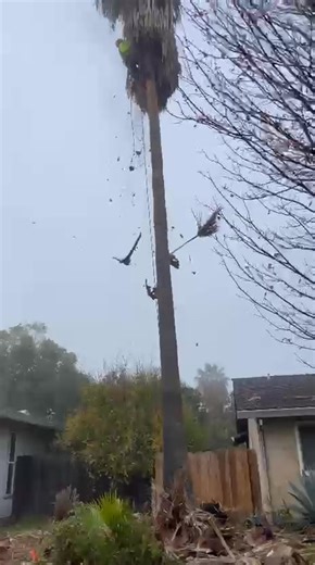 Two Brothers Tree Services LLC 🌳 We provide professional tree care services, including tree trimming, tree removal, stump grinding, and lot & yard clean-up. Our team is committed to safety, efficiency, and high-quality workmanship on every project. 📍 Serving Yuba City, California and all surrounding areas within a 55-mile radius 📞 Call or Text: 530-709-9929 ✔️ Reliable & Experienced ✔️ Safety-Focused ✔️ Competitive Pricing Two brothers. One standard: excellence. | Two Brothers Tree Services L