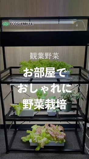 【おしゃれに水耕栽培】植物育成ライトが取り付けられるラックで野菜を育ててみませんか？観葉野菜として楽しめます！ #水耕栽培 #観葉植物