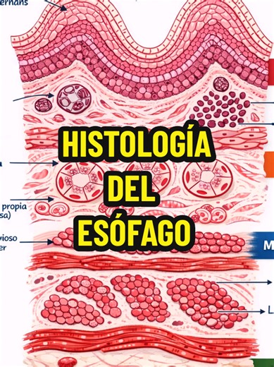 Histología del esófago: Guía completa