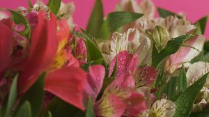 Free Nature Videos: 4K & HD | No Watermark | Download Now