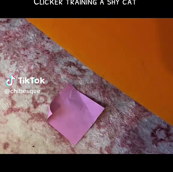 Training Cats to Press Buttons: Reggie's Journey