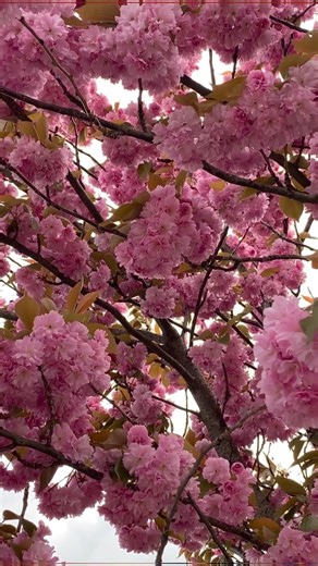 Kyoto Cherry Blossom Season 🌸🏯 — starting from 24th March, with full bloom expected around 1st April! Spring magic is about to take over the ancient capital. 🌸✨ ✨ Plan your sakura trip with us! 📸 Instagram: @japan_ichiban_tours 📞 WhatsApp: 81 90-3486-7744 | Japan Ichiban Tours