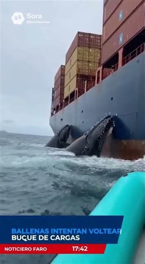 DOS BALLENAS INTENTAN VOLTEAR UN BARCO DE CARGA Y UN CONTENEDOR CAE SOBRE ELLAS 😱🐋