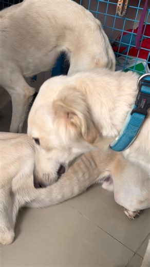 House of Hounds - HOH on Reels