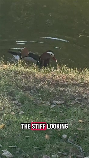 After the hunt… Jan FINALLY finds the mandarin duck 🦆✨ Fun fact: These ducks are native to East Asia and are rarely seen in the wild in SoCal 👀 Nature surprises hit different at Santee Lakes 🌿 ​ #MandarinDuck #BirdTok #SoCalBirders #SanteeLakes #SanDiegoNature