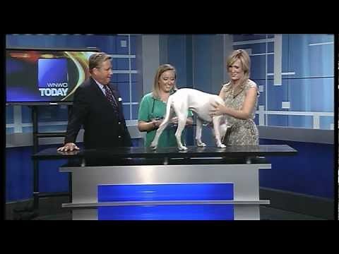 How to help dogs with parvovirus