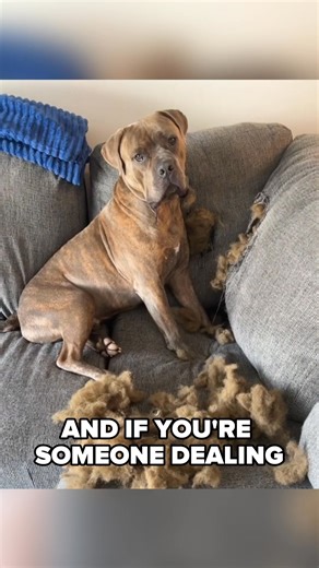 Now those panicked trembles turn into calm snuggles, and morning tail wags replace midnight pacing​… Every year, thousands of anxious dogs are surrendered to shelters… Not because they’re “bad,” but because their owners didn’t know how to help them. And the heartbreaking truth? Many of these dogs are put down simply to make space. 💔 But it doesn’t have to end this way. As a vet and shelter volunteer, I’ve seen firsthand how misunderstood anxiety is in dogs. Most people turn to anxiety meds or t