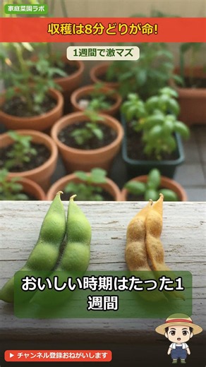 【野菜の育て方】枝豆は穫りどきが命！1週間で激マズになる収穫のサイン🫛