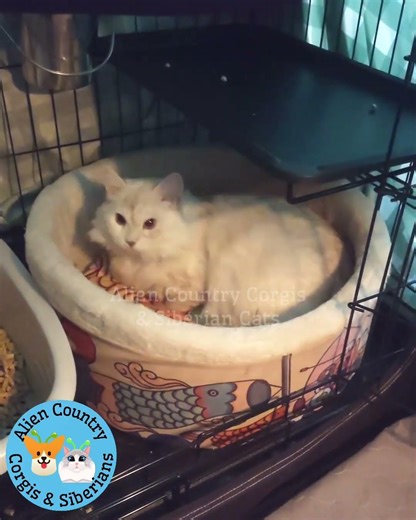 😺 Mama's Ready! | Organic Siberian Forest Kittens by Alien Country Corgis & Siberians
