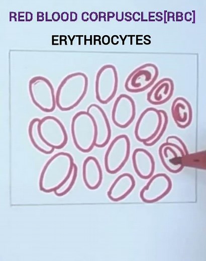 how to draw red blood cells/RBC/erythrocytes/ X science practicals