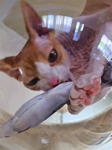 🐟🐾🐈 This Petgravity Flopping Fish 3-pack is basically the best interactive cat toy. 🐈🐾 They are motion-activated to trigger that natural hunting instinct and they actually flap like real fish🐟 #tiktokshopcreatorpicks #TikTokShopSpringGlowUp