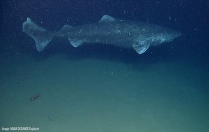 Greenland Shark | Oceana