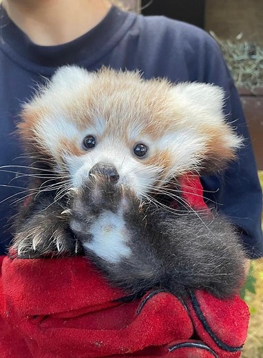 17K views · 368 reactions | A baby red panda at Edinburgh Zoo has died from stress caused by fireworks according to veterinary experts | Edinburgh Evening News | Facebook