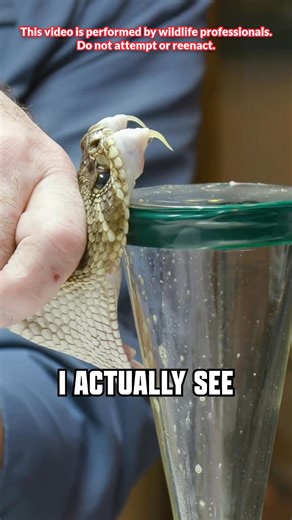 Those fangs and that venom... now you know why we call this the deadliest job in America 🐍 #snake #venommilking #wildlife #bravewilderness | Brave Wilderness