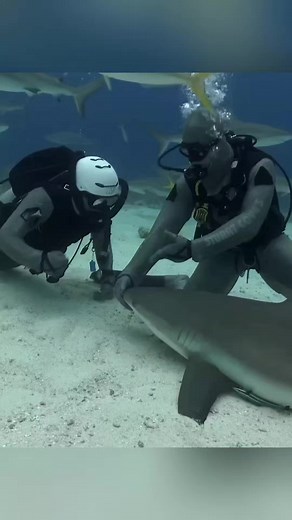 How to hypnotize a shark #foryou #foryoupage #trending #grow #account #viral #video #informative #standwithkashmir #tiktokpakistan #lens_of_knowledge_18