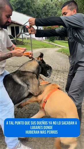 Efrain Calderón on Instagram: "Antes y después de Fito 🐕 Fito llegó a Balance por pelear con otros perros que invadían su espacio. Su reacción era tan intensa que sus guías habían perdido la confianza de salir a lugares donde hubiera otros perros. Hoy, eso cambió. Con el programa Balance, Fito aprendió a gestionar sus emociones y sus guías recuperaron la tranquilidad de volver a compartir espacios. Sé que hay situaciones en donde parece imposible un cambio, pero esta es la prueba más clara de q