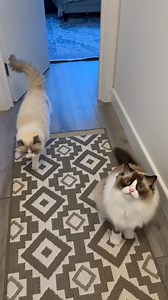 🐾 “When we first introduced Gatsby and Mabel, it was chaos. Jealousy, stress, and even fighting. With FELIWAY Optimum, the tension eased and they started to bond. Now? They’re grooming each other daily.” 💜 Clinically proven to reduce stress behaviours 💜 Recommended by vets 💜 Helps cats adapt to big life changes 👉 Discover calm with FELIWAY Optimum. | Feliway