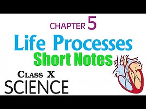 Chapter 5 - Life Processes | Short Notes & Summary | Class 10 Science