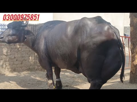 Beautiful Pure nili Ravi Buffalo's for sale in Punjab Pakistan on YouTube 3 June 2026