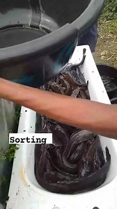 Fish sorting is a crucial process in catfish farming, involving separating fish by size to: 1. Promote uniform growth 2. Reduce cannibalism 3. Enhance feed management 4. Improve market readiness Sorting methods include: 1. Manual sorting 2. Using sorting tables or trays 3. Implementing automated sorting systems Regular sorting helps maintain healthy fish populations and optimizes farm productivity. NB: we supply catfish fingerlings and juvenile in Asaba, Delta state.08111523310. #fishing #govira