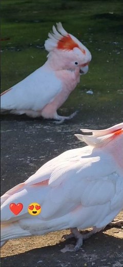 These Cockatoos Are Absolutely Stunning #viral #satisfying #birdsofaustralia