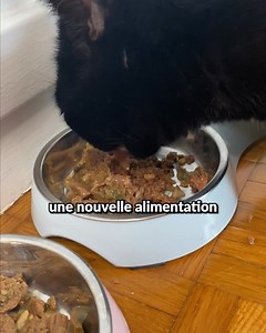 2.3K reactions · 128 shares | Est-ce que un chat pète ?  Le...