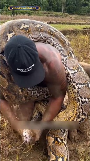 Man vs Giant Python 😱|Dangerous Survival Challenge| #shorts #giantpython #wildlife