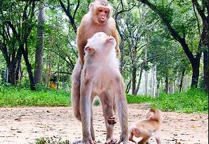 What a wonderful female Libby teach pregnant Liza how to do that easy give birth | Monkey Mister