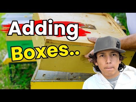 When & How to Add Boxes in Spring - WILDWOODS BEEKEEPING CHAT