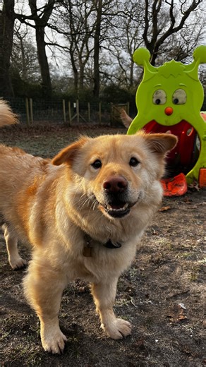 🐾✨ Back at Muttley’s and straight back into the fun! ✨🐾 Today’s enrichment was an obstacle course, and the dogs absolutely smashed it — running, bouncing and powering through every challenge while showing off their athleticism and how well they listen 👏🐶 It was amazing to see how happy everyone was to be back in the Muttley’s fields, reunited with the friends they’d missed over the Christmas break and returning with a bang 💚🐾 Our second enrichment was snuffle balls, with noses down as the 