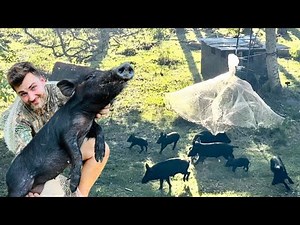 Wild Hog CAST NETTING!! - Trapping Feral Hogs with a Cast Net (Catching Pigs for my Wild Boar Pen)