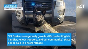 State police held a procession with dozens of vehicles for state police K9 Broko, who was killed in the line of duty last night | NBC Connecticut