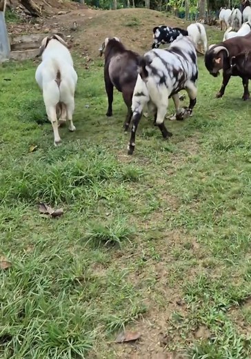 68K views · 1.8K reactions | We give all glory to God for the...