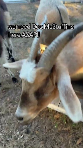 Doc McStuffins, where are you at? ￼