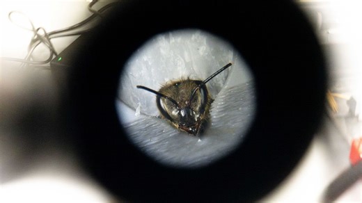 Honeybee brain signals may shed light on human decision-making, neuroscientists say