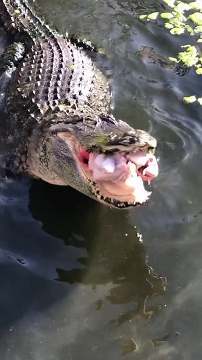 Soni the Alligator Eating Chicken | Animal Feeding Time
