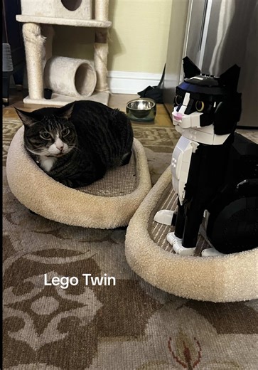 Lego Twin Cats: Building Fun with Amy Marie