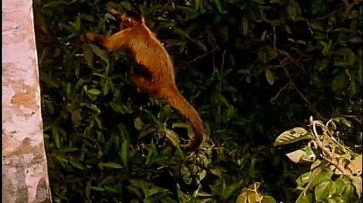 Baby Einstein 21 - World Animals - A Musical Safari (06mos)