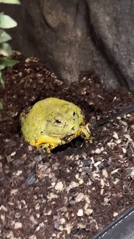 What feeding time really looks like for a zookeeper and her frogs