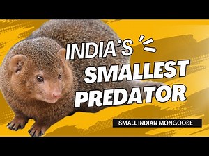 Meet the Small Indian Mongoose India’s Smallest Carnivorous Hunter | Wildlife Facts in Hindi