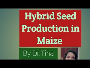 Hybrid Seed Production in Maize