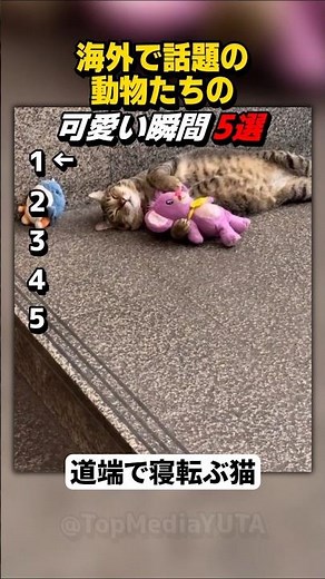 道端で寝転ぶネコに癒やされる！海外の可愛い瞬間まとめ 【Part73】 #shorts