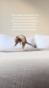 Exciting Ferret War Dance Explained